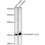 Western Blot - Anti-Calmodulin 1 + Calmodulin 2 + Calmodulin 3 Antibody (A13359) - Antibodies.com