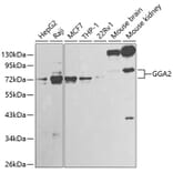 Western Blot - Anti-GGA2 Antibody (A13360) - Antibodies.com