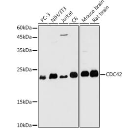 Western Blot - Anti-CDC42 Antibody (A13362) - Antibodies.com