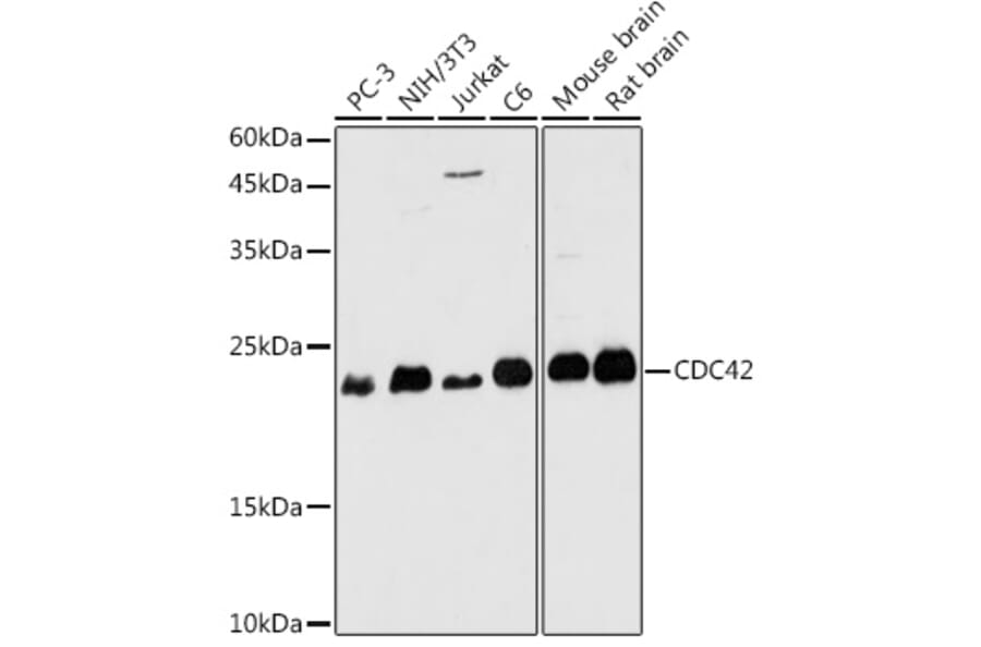 Western Blot - Anti-CDC42 Antibody (A13362) - Antibodies.com