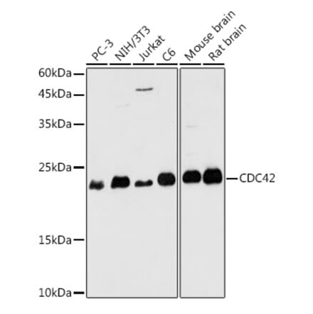 Western Blot - Anti-CDC42 Antibody (A13362) - Antibodies.com