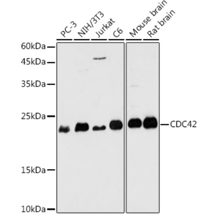 Western Blot - Anti-CDC42 Antibody (A13362) - Antibodies.com