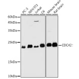 Western Blot - Anti-CDC42 Antibody (A13362) - Antibodies.com
