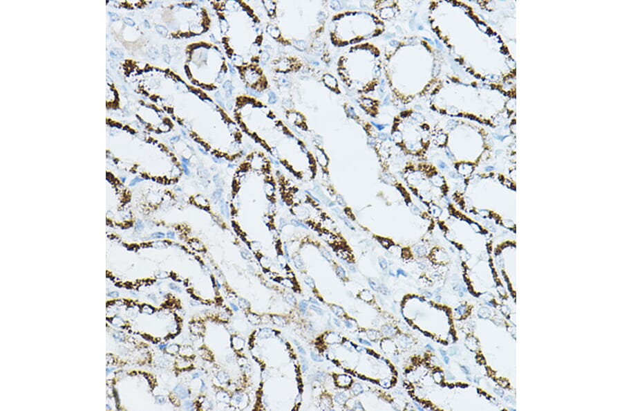 Immunohistochemistry - Anti-CDC42 Antibody (A13362) - Antibodies.com