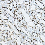 Immunohistochemistry - Anti-CDC42 Antibody (A13362) - Antibodies.com