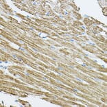 Immunohistochemistry - Anti-CDC42 Antibody (A13362) - Antibodies.com