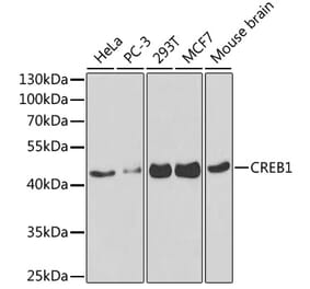 Western Blot - Anti-CREB Antibody (A13363) - Antibodies.com