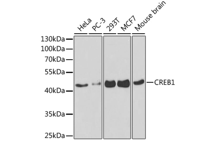 Western Blot - Anti-CREB Antibody (A13363) - Antibodies.com