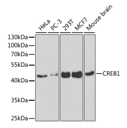 Western Blot - Anti-CREB Antibody (A13363) - Antibodies.com