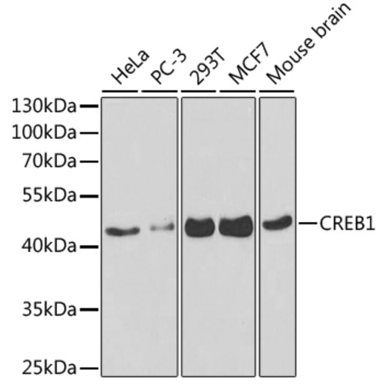 Western Blot - Anti-CREB Antibody (A13363) - Antibodies.com