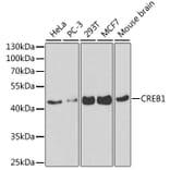 Western Blot - Anti-CREB Antibody (A13363) - Antibodies.com