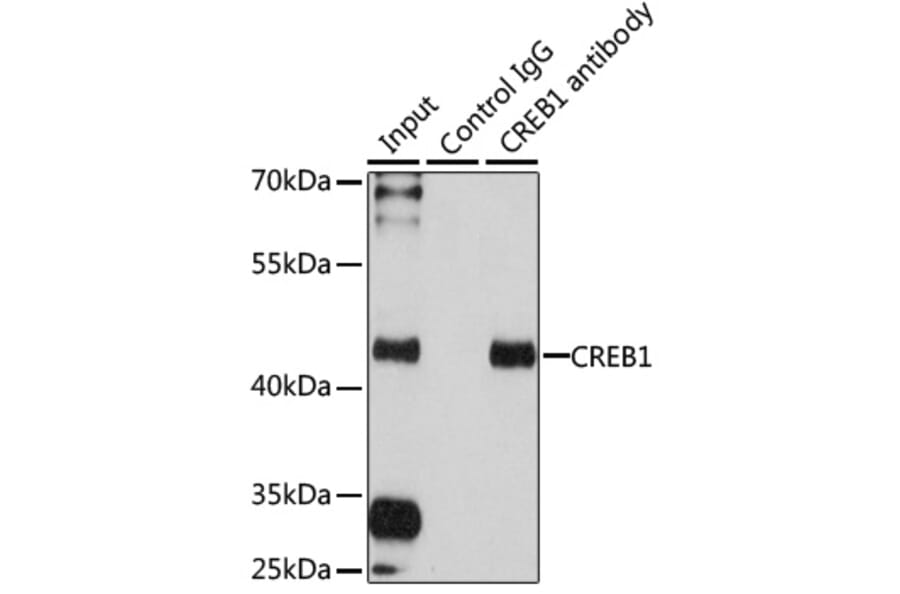 Immunoprecipitation - Anti-CREB Antibody (A13363) - Antibodies.com