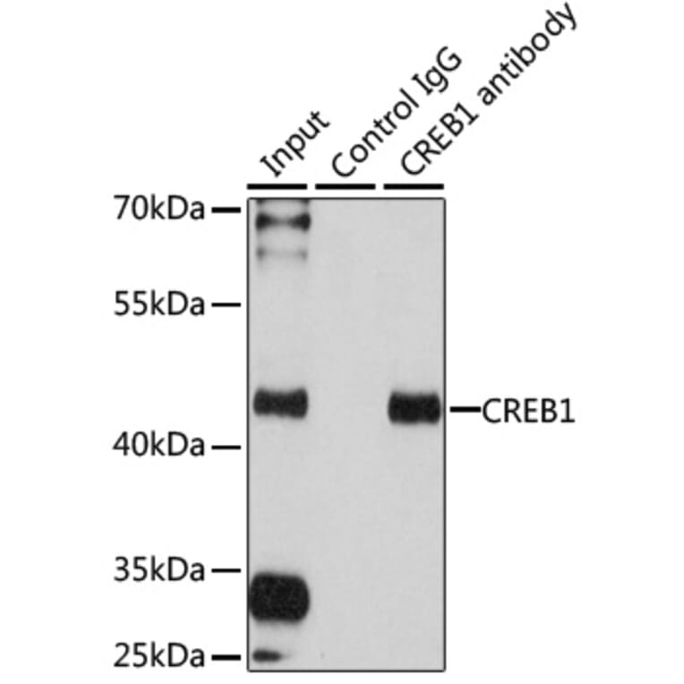 Immunoprecipitation - Anti-CREB Antibody (A13363) - Antibodies.com