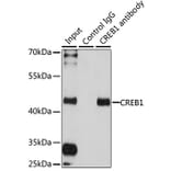 Immunoprecipitation - Anti-CREB Antibody (A13363) - Antibodies.com