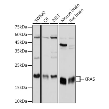 Western Blot - Anti-KRAS Antibody (A13364) - Antibodies.com