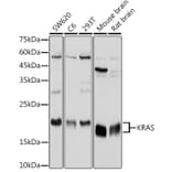 Western Blot - Anti-KRAS Antibody (A13364) - Antibodies.com