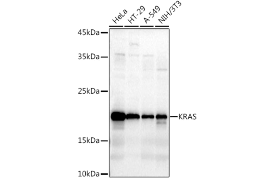 Western Blot - Anti-KRAS Antibody (A13364) - Antibodies.com