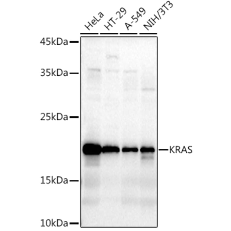 Western Blot - Anti-KRAS Antibody (A13364) - Antibodies.com