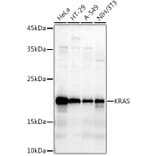 Western Blot - Anti-KRAS Antibody (A13364) - Antibodies.com