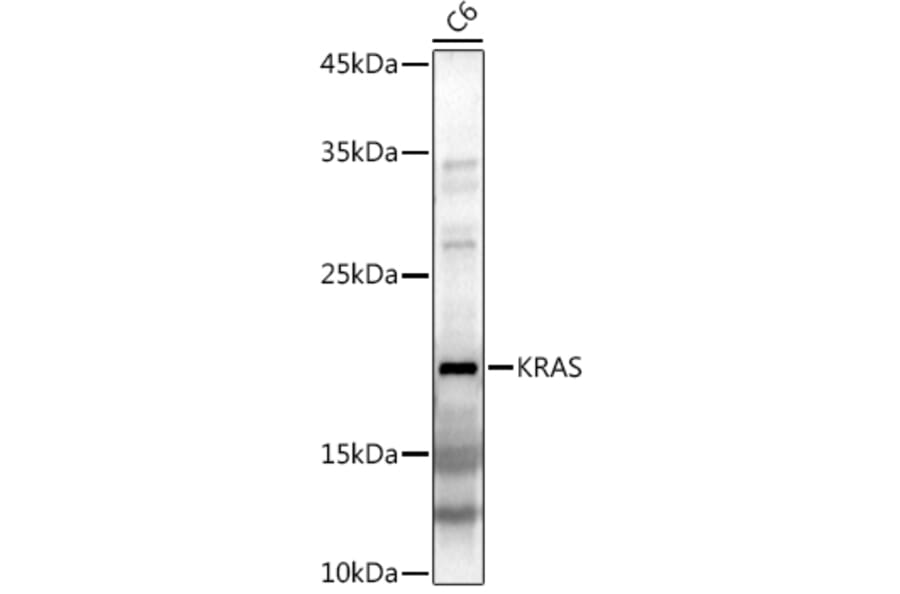 Western Blot - Anti-KRAS Antibody (A13364) - Antibodies.com