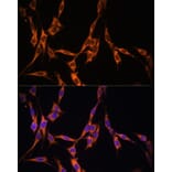 Immunofluorescence - Anti-KRAS Antibody (A13364) - Antibodies.com