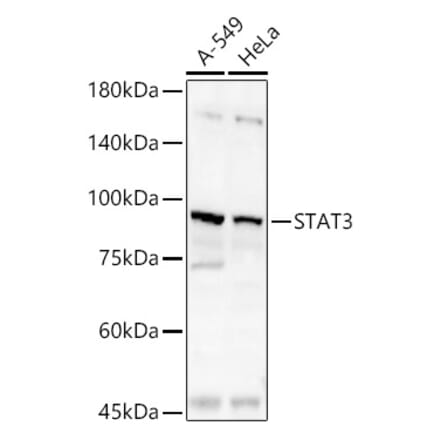 Western Blot - Anti-STAT3 Antibody (A13365) - Antibodies.com