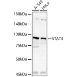 Western Blot - Anti-STAT3 Antibody (A13365) - Antibodies.com