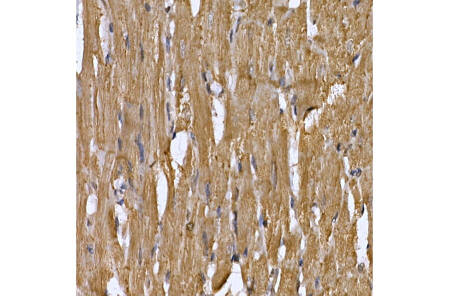 Immunohistochemistry - Anti-STAT3 Antibody (A13365) - Antibodies.com