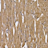 Immunohistochemistry - Anti-STAT3 Antibody (A13365) - Antibodies.com