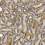 Immunohistochemistry - Anti-STAT3 Antibody (A13365) - Antibodies.com