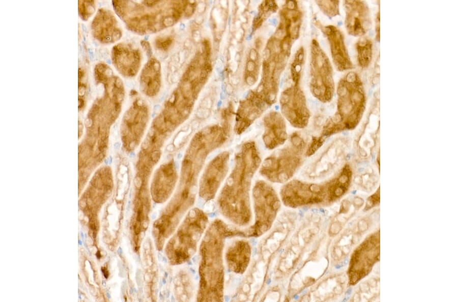 Immunohistochemistry - Anti-HGF Antibody (A13366) - Antibodies.com