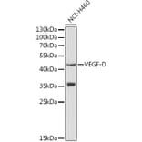 Western Blot - Anti-VEGFD Antibody (A13367) - Antibodies.com