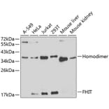 Western Blot - Anti-FHIT Antibody (A13369) - Antibodies.com