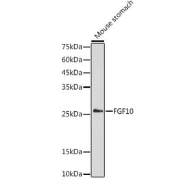 Western Blot - Anti-FGF10 Antibody (A13371) - Antibodies.com