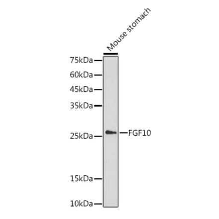 Western Blot - Anti-FGF10 Antibody (A13371) - Antibodies.com