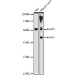 Western Blot - Anti-MMP3 Antibody (A13372) - Antibodies.com