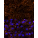 Immunofluorescence - Anti-MMP3 Antibody (A13372) - Antibodies.com