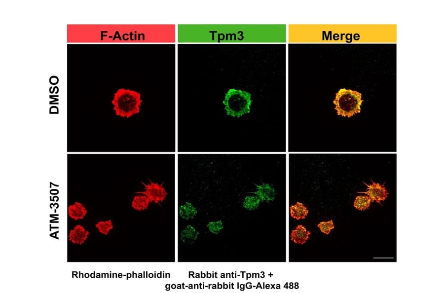 Immunofluorescence - Anti-Tropomyosin 3 Antibody (A13375) - Publication