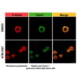 Immunofluorescence - Anti-Tropomyosin 3 Antibody (A13375) - Publication