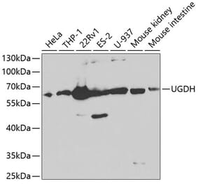 Western Blot - Anti-UGDH Antibody (A13378) - Antibodies.com