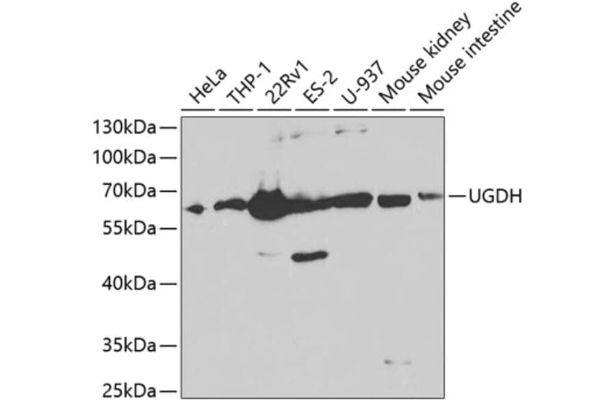 Western Blot - Anti-UGDH Antibody (A13378) - Antibodies.com