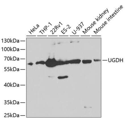 Western Blot - Anti-UGDH Antibody (A13378) - Antibodies.com