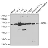Western Blot - Anti-UGDH Antibody (A13378) - Antibodies.com