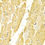 Immunohistochemistry - Anti-Carbonic Anhydrase 3/CA3 Antibody (A13380) - Antibodies.com