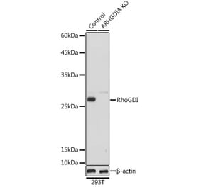 Western Blot - Anti-RhoGDI Antibody (A13382) - Antibodies.com