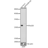 Western Blot - Anti-RhoGDI Antibody (A13382) - Antibodies.com