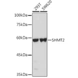 Western Blot - Anti-SHMT2/SHMT Antibody (A13383) - Antibodies.com