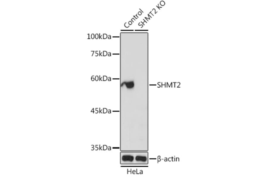Western Blot - Anti-SHMT2/SHMT Antibody (A13383) - Antibodies.com