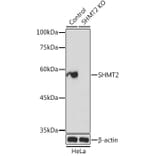 Western Blot - Anti-SHMT2/SHMT Antibody (A13383) - Antibodies.com