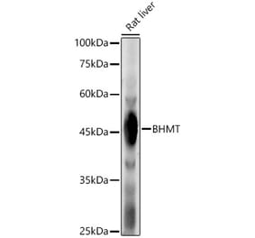 Western Blot - Anti-BHMT Antibody (A13384) - Antibodies.com